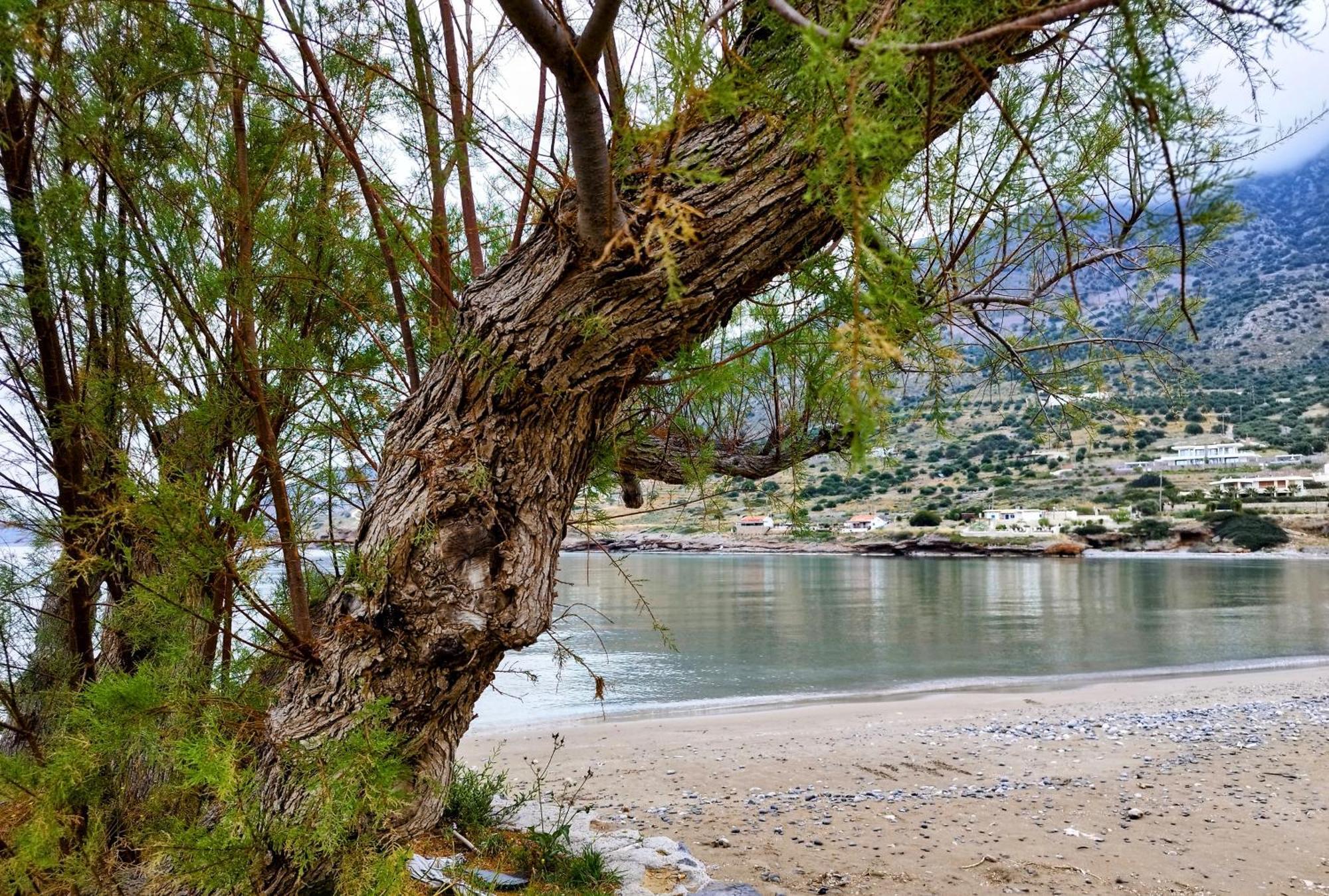 Tholos Alexandra'S Beachfront House Kavoúsion エクステリア 写真
